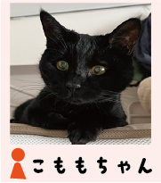 komomo