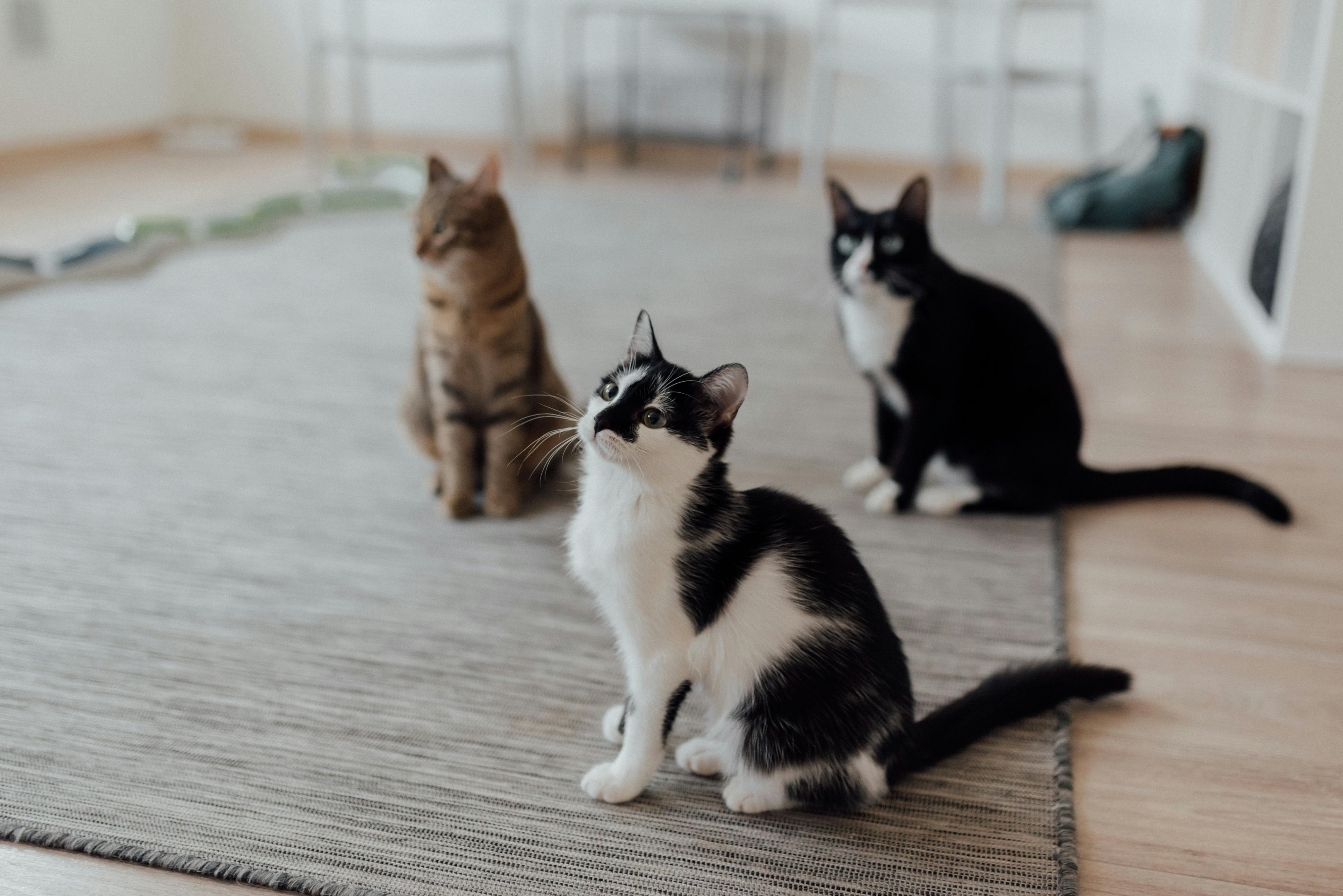 cat3