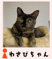wasabi